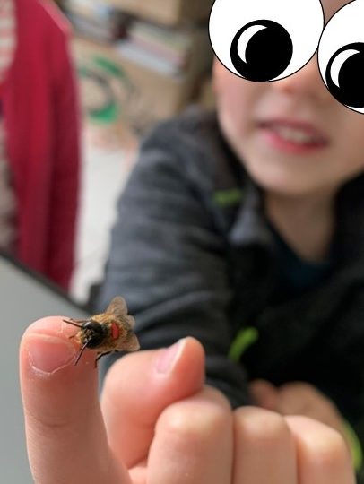 Figurines du cycle de vie des abeilles